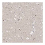 Atlas Antibodies Anti-OR51D1 Antibody