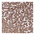Atlas Antibodies Anti-OR51T1 Antibody