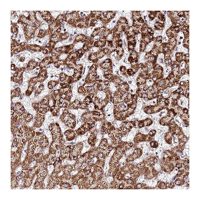 Atlas Antibodies Anti-OR51T1 Antibody