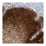 Atlas Antibodies Anti-OR51E1 Antibody