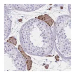Atlas Antibodies Anti-OR51B5 Antibody
