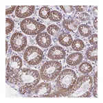 Atlas Antibodies Anti-OR51M1 Antibody
