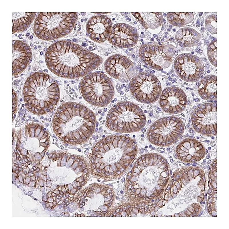 Atlas Antibodies Anti-OR51M1 Antibody