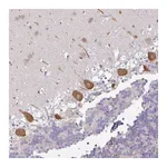 Atlas Antibodies Anti-OR52D1 Antibody