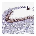 Atlas Antibodies Anti-OR51Q1 Antibody