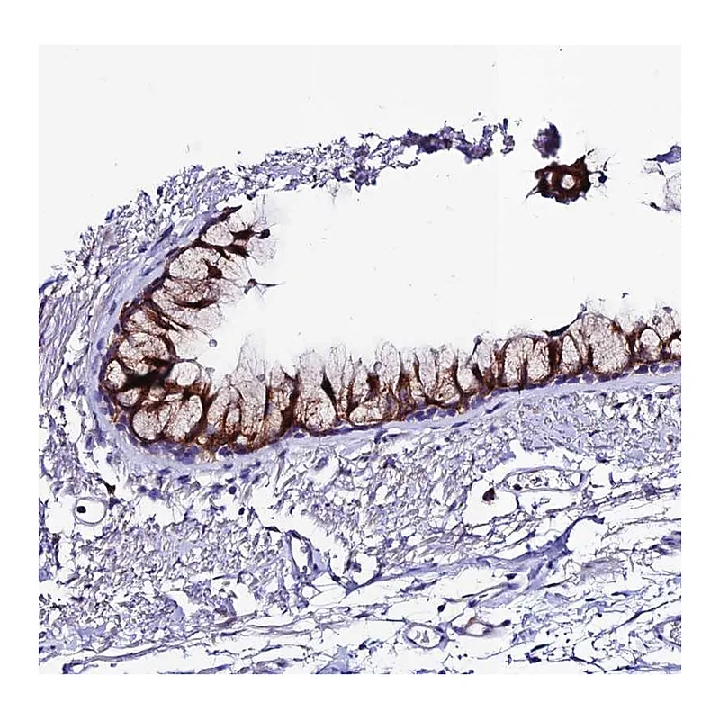 Atlas Antibodies Anti-OR51Q1 Antibody