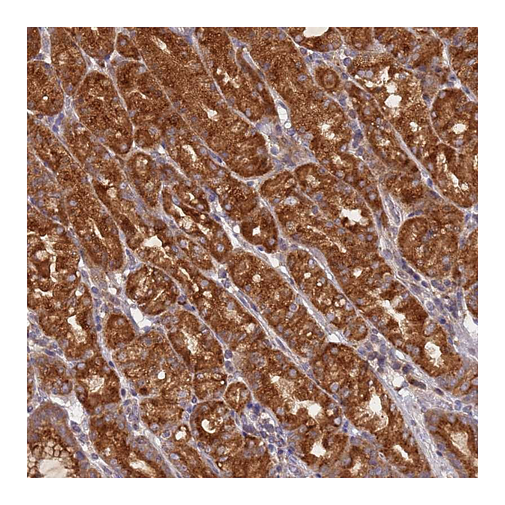 Atlas Antibodies Anti-OR5A2 Antibody