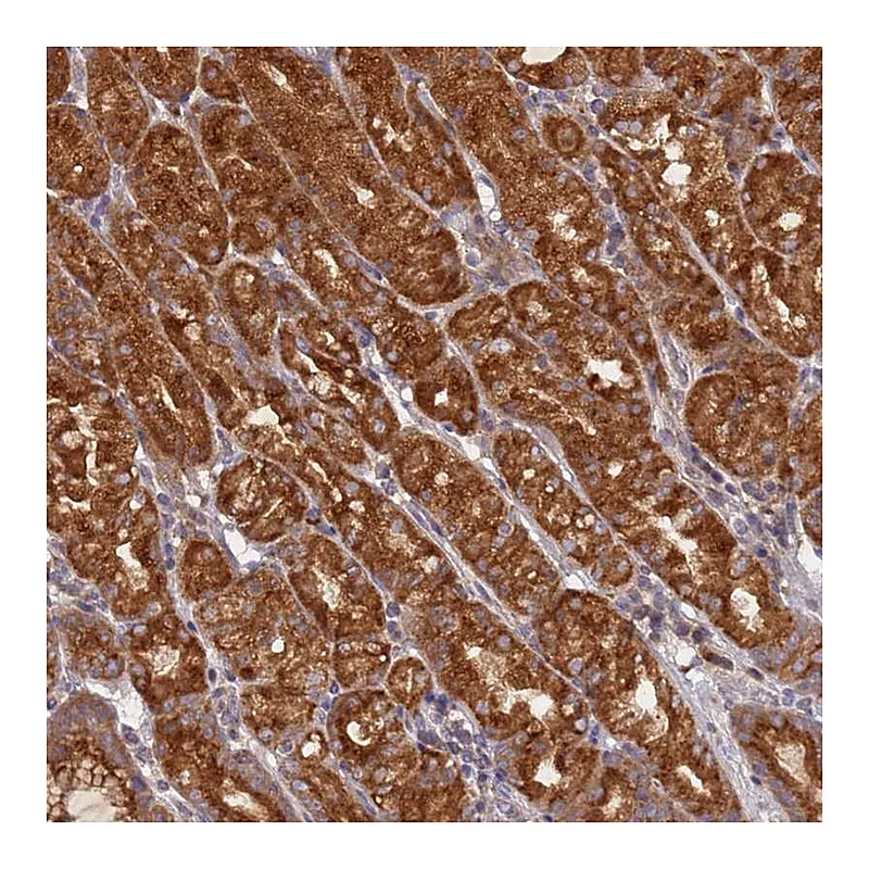 Atlas Antibodies Anti-OR5A2 Antibody