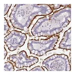Atlas Antibodies Anti-OR52N1 Antibody