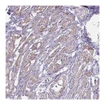 Atlas Antibodies Anti-OR5P3 Antibody
