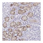 Atlas Antibodies Anti-OR5F1 Antibody