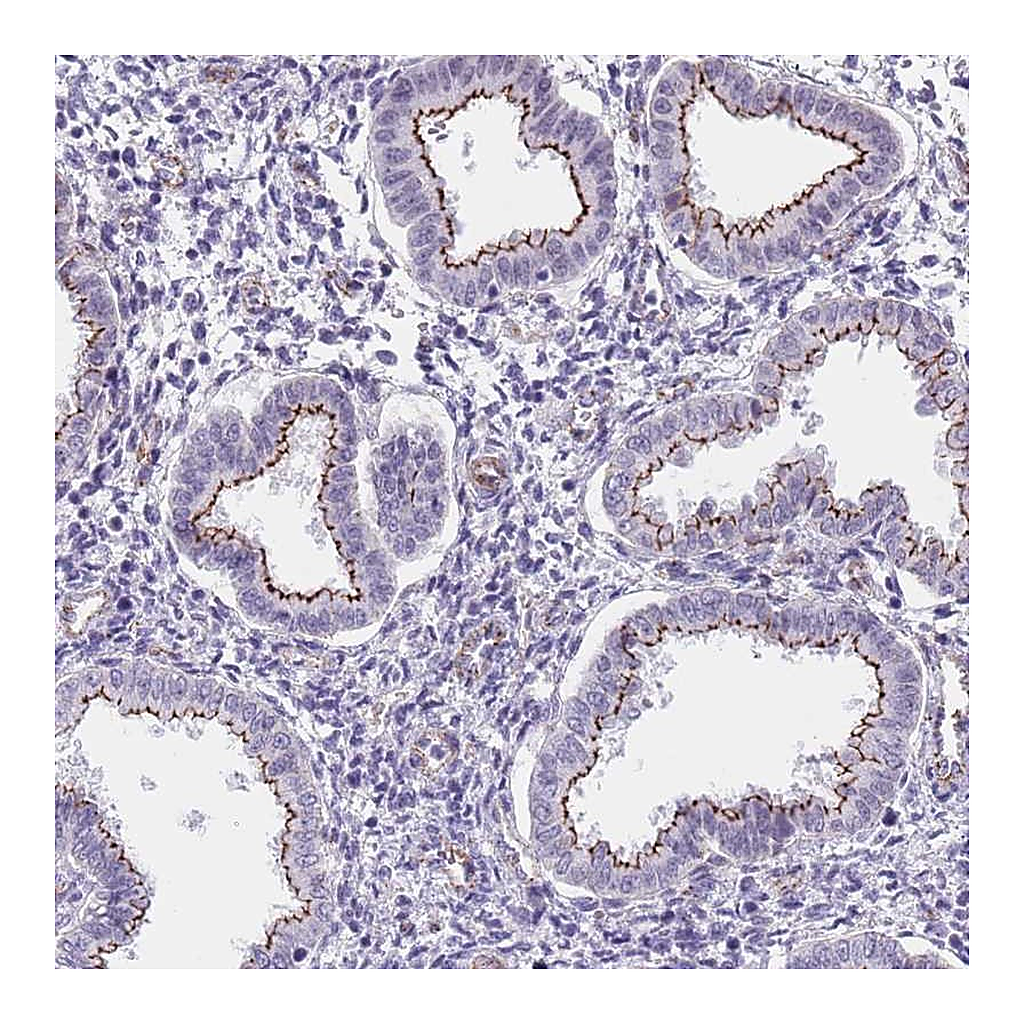Atlas Antibodies Anti-OR5A2 Antibody