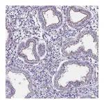 Atlas Antibodies Anti-OR5A2 Antibody
