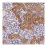 Atlas Antibodies Anti-OR5T1 Antibody