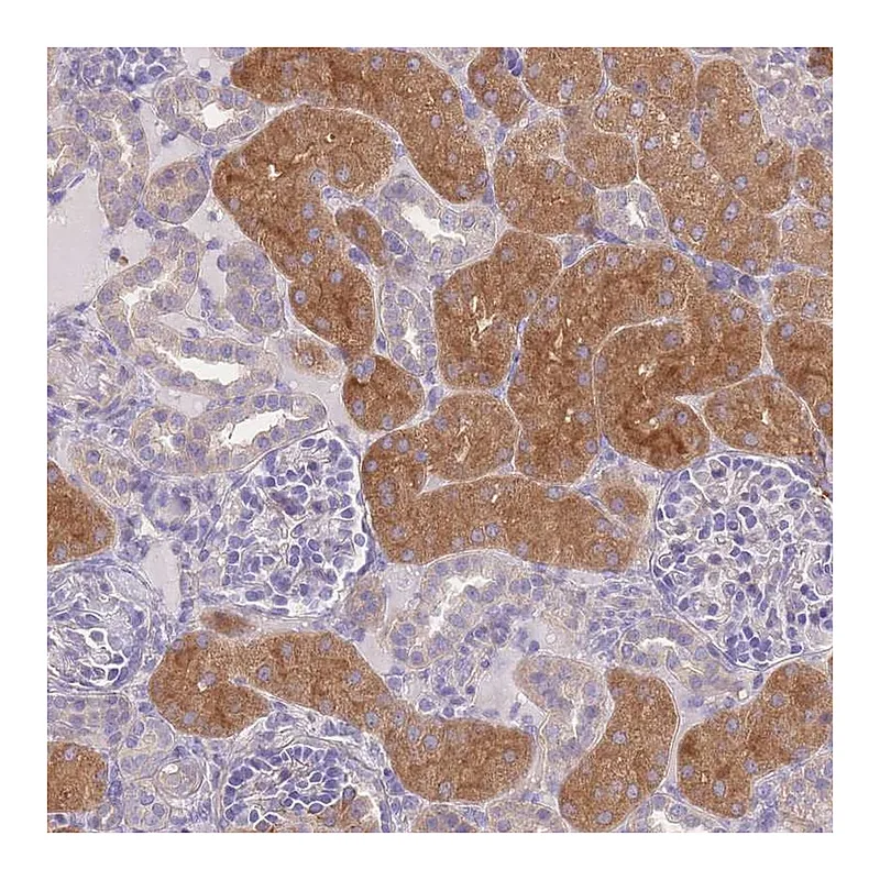 Atlas Antibodies Anti-OR5T1 Antibody