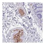Atlas Antibodies Anti-OR5D16 Antibody