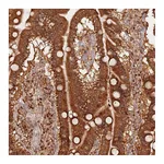 Atlas Antibodies Anti-OR5V1 Antibody