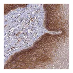 Atlas Antibodies Anti-OR5T3 Antibody