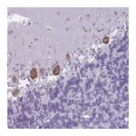 Atlas Antibodies Anti-OR6B2 Antibody