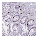 Atlas Antibodies Anti-OR6C6 Antibody
