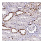 Atlas Antibodies Anti-OR6N2 Antibody