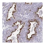 Atlas Antibodies Anti-OR7A5 Antibody