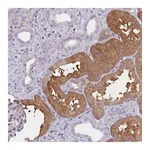 Atlas Antibodies Anti-OR7C2 Antibody