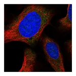 Atlas Antibodies Anti-ORAI1 Antibody