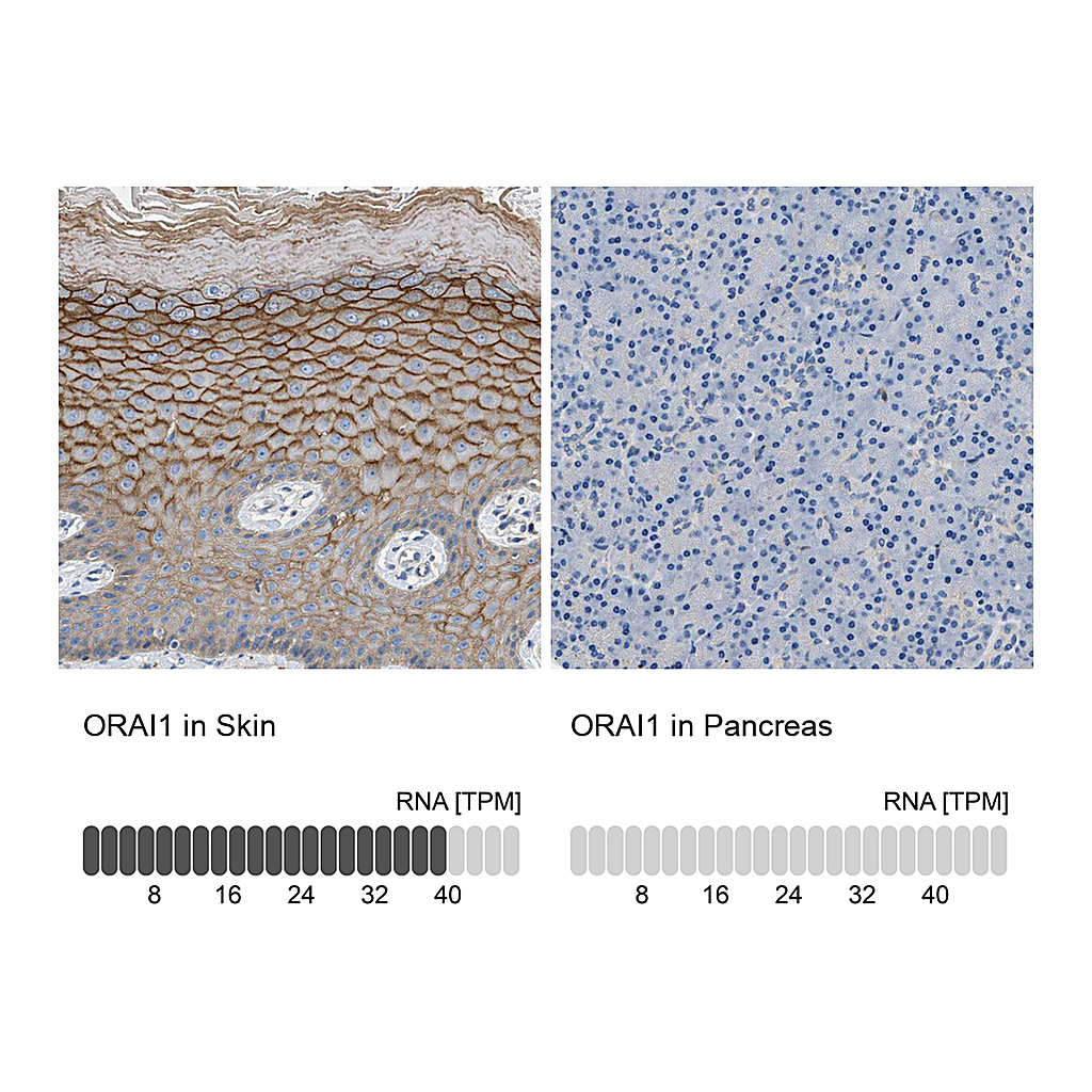 Atlas Antibodies Anti-ORAI1 Antibody