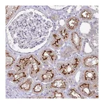 Atlas Antibodies Anti-OR8D1 Antibody