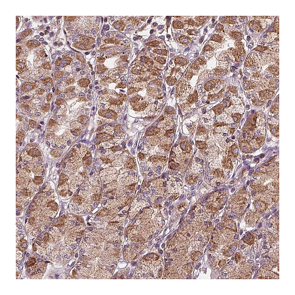 Atlas Antibodies Anti-ORAI2 Antibody
