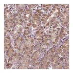 Atlas Antibodies Anti-ORAI2 Antibody
