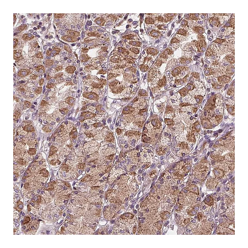 Atlas Antibodies Anti-ORAI2 Antibody