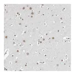 Atlas Antibodies Anti-ORC1 Antibody