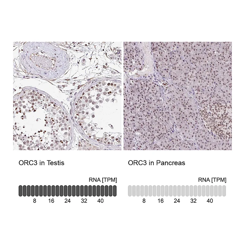 Atlas Antibodies Anti-ORC3 Antibody
