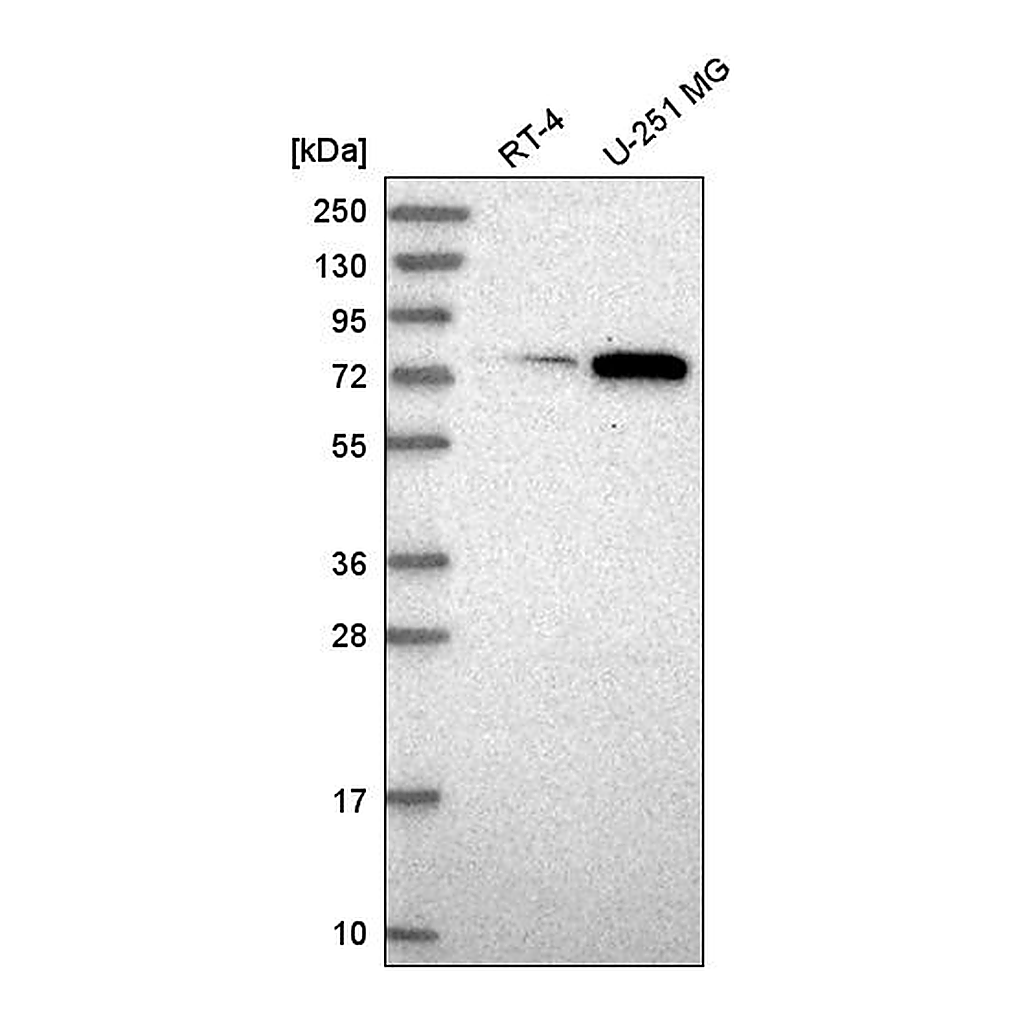 Atlas Antibodies Anti-ORC3 Antibody