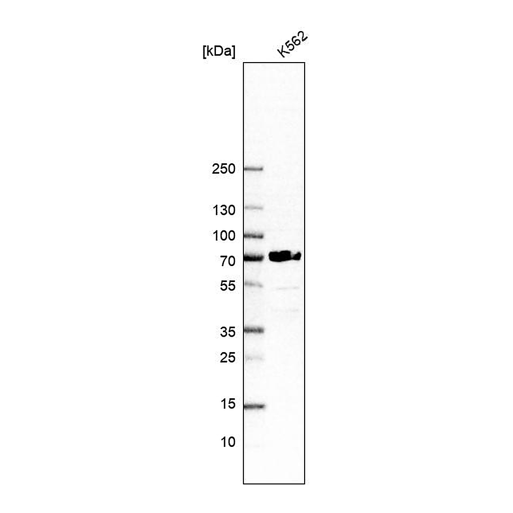 Atlas Antibodies Anti-ORC2 Antibody