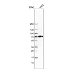 Atlas Antibodies Anti-ORC2 Antibody