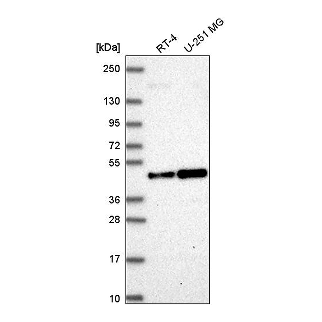 Atlas Antibodies Anti-ORC4 Antibody