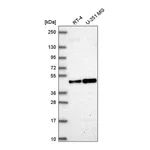 Atlas Antibodies Anti-ORC4 Antibody