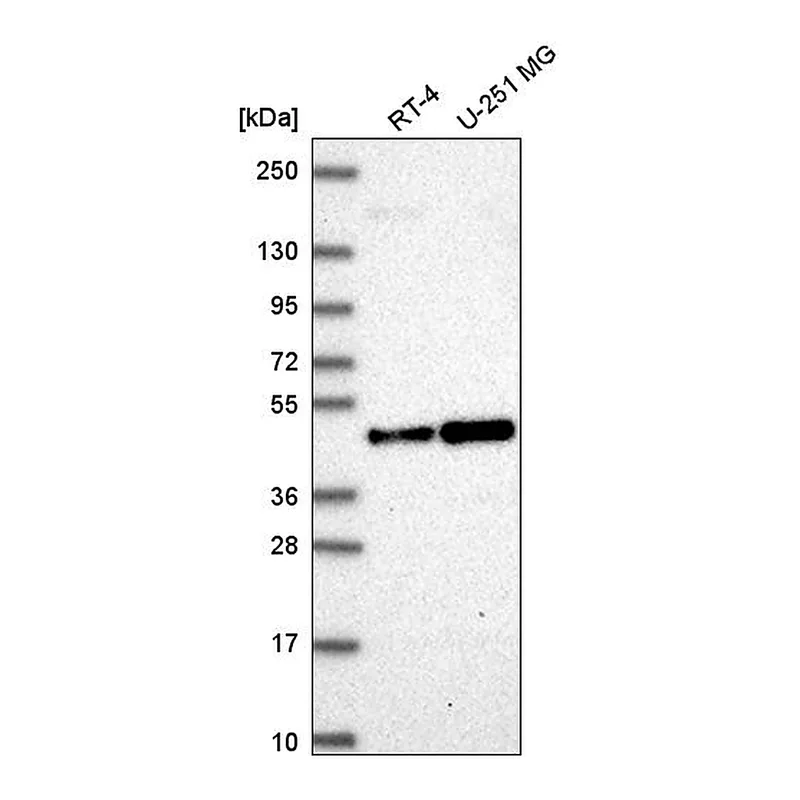 Atlas Antibodies Anti-ORC4 Antibody
