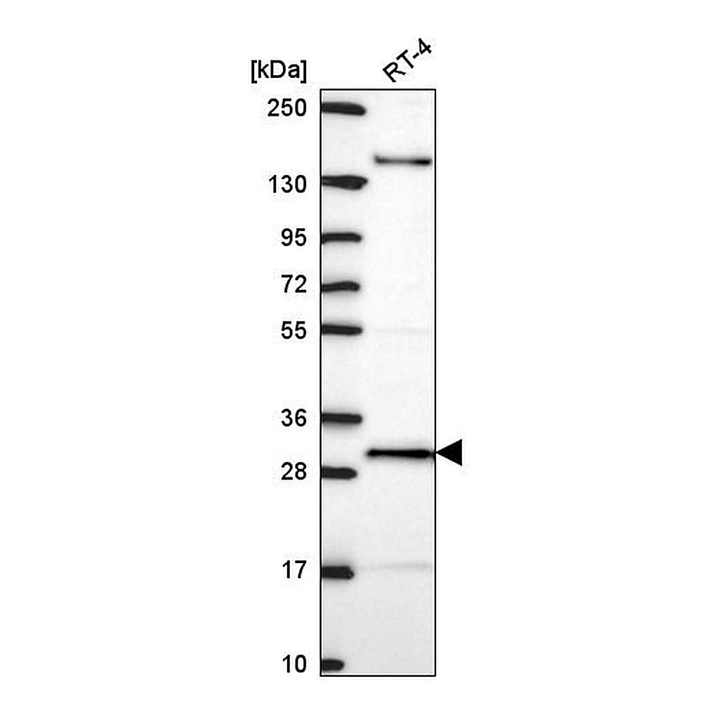 Atlas Antibodies Anti-ORC6 Antibody