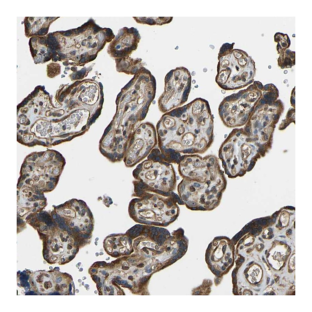 Atlas Antibodies Anti-OS9 Antibody