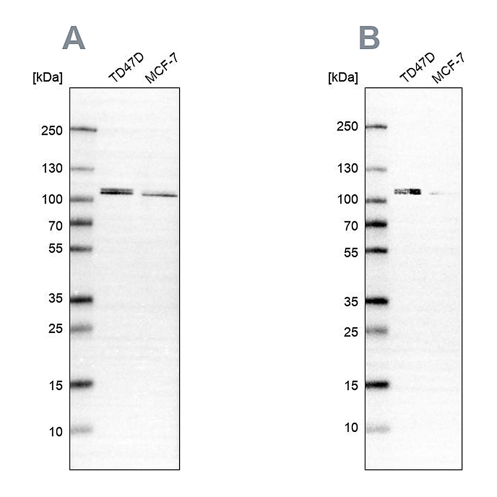 Atlas Antibodies Anti-OSBP Antibody