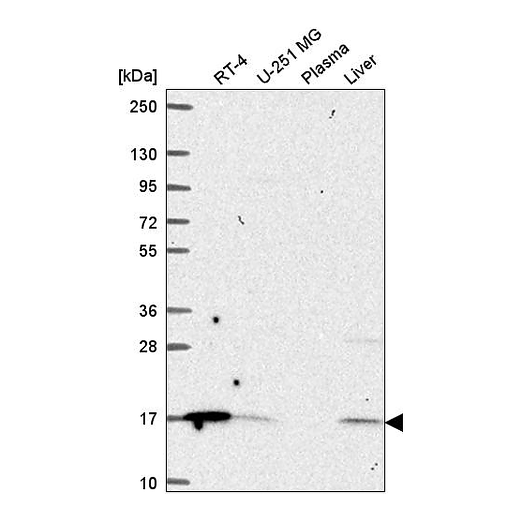 Atlas Antibodies Anti-ORMDL1 Antibody