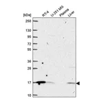 Atlas Antibodies Anti-ORMDL1 Antibody