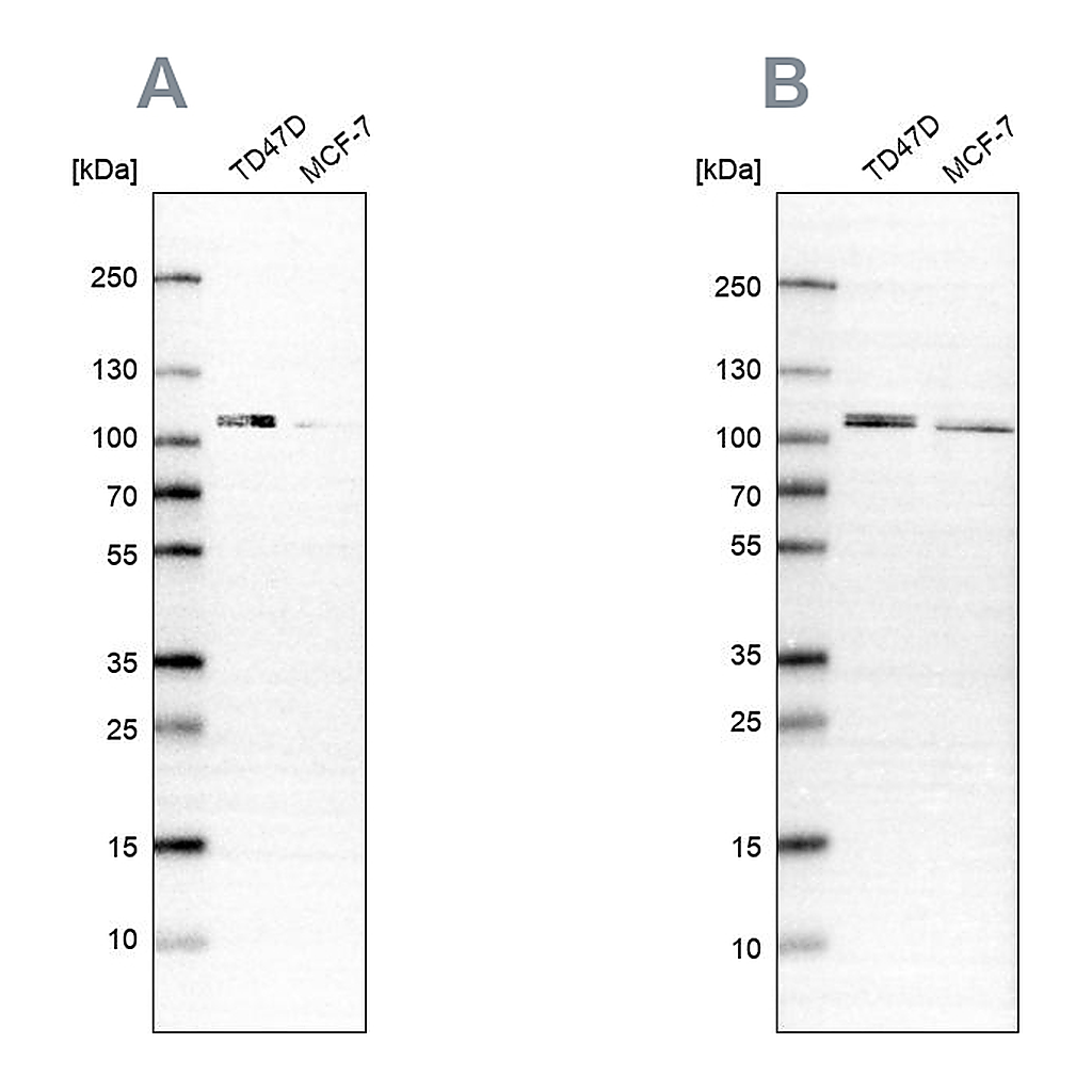 Atlas Antibodies Anti-OSBP Antibody