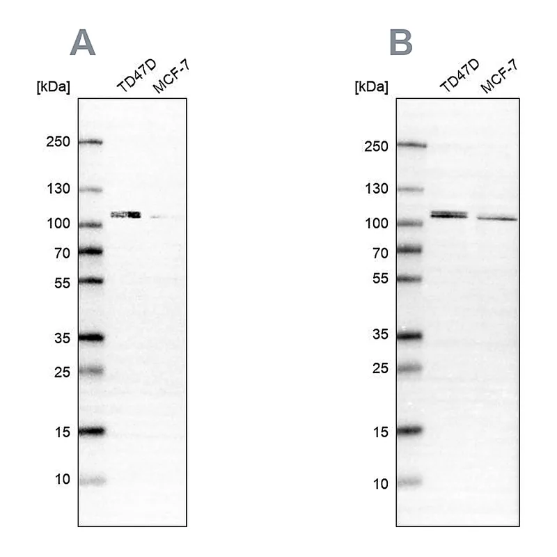 Atlas Antibodies Anti-OSBP Antibody