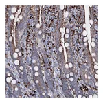 Atlas Antibodies Anti-OSBPL2 Antibody