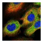 Atlas Antibodies Anti-OSBPL3 Antibody